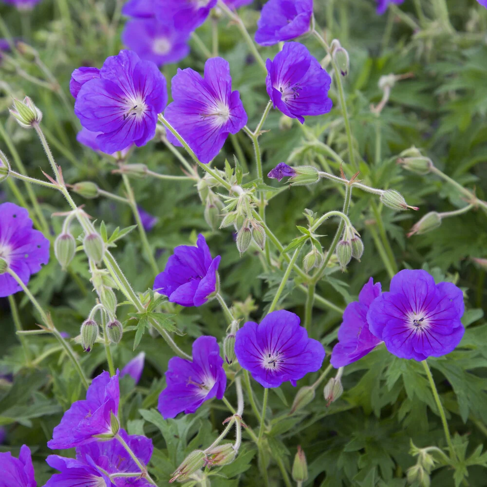 Géranium vivace Orion Geranium orion