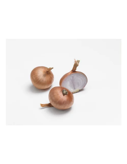 Échalote Red sun AB bio calibre 7/15 botanic® bulbes à planter - Le filet de 250 g