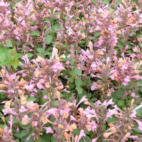 Agastache Kudos Ambrosia Agastache kudos ambrosia