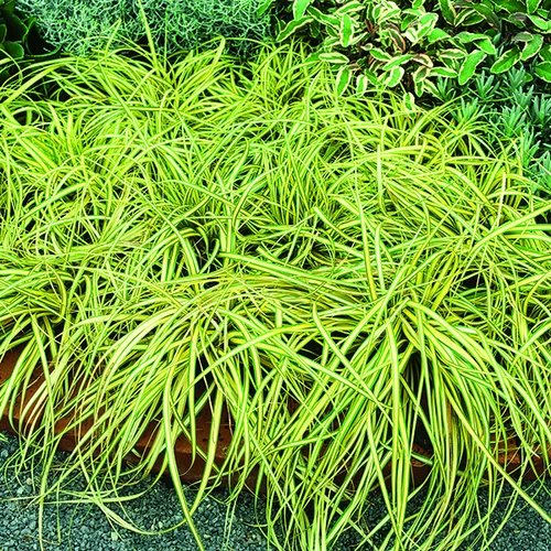 Carex Oshimensis Evergold vert botanic®. Le pot de 7,5 litres