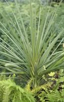 Cordyline Australis Purpurea rouge en pot de 3 L