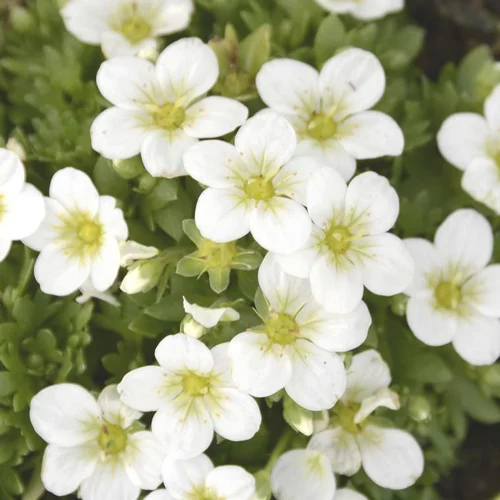 Saxifrage touran large white blanche en pot de 2 L