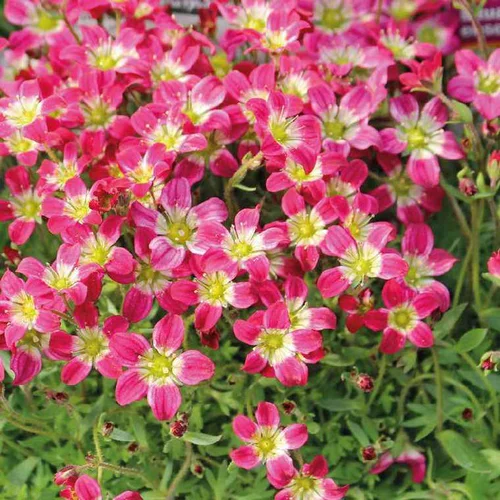 Saxifrage Mousse rouge - Le pot de 9 x 9 cm