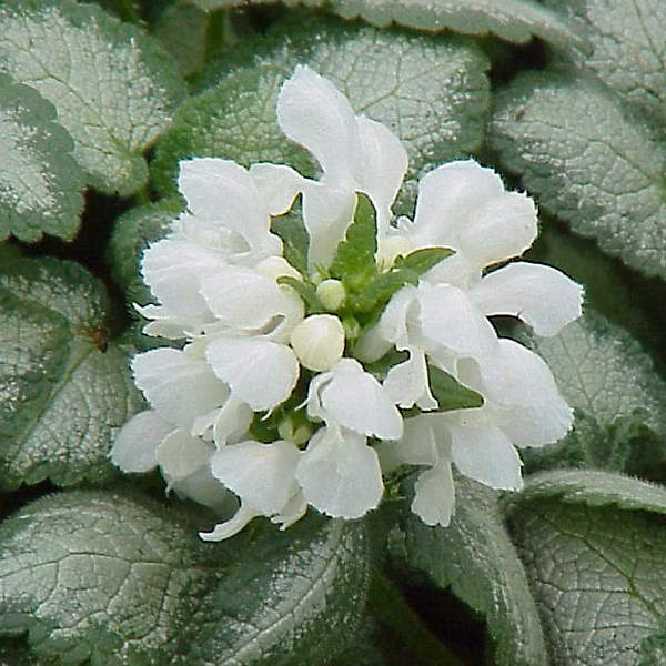 6 x Lamier tacheté 'White Nancy' | Lamium maculatum 'White Nancy' – godet 9cm x 9cm
