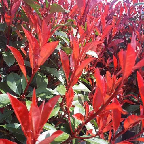 Photinia Fraseri carré rouge. Le pot de 50 litres