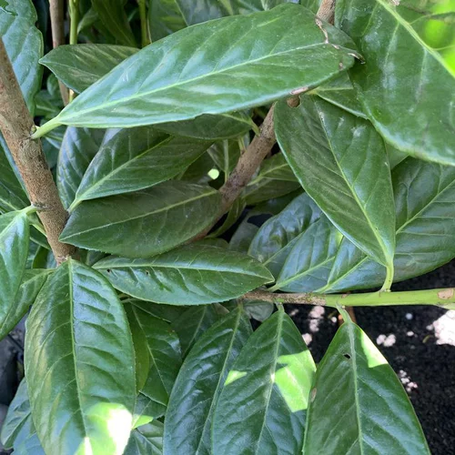 Laurier cerise ou Laurier palme Novita. Le pot de 10 litres