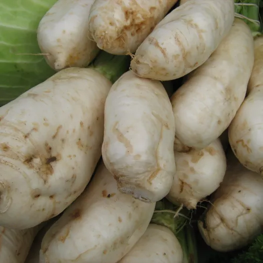 Bio zaden van Raap des Vertus marteau