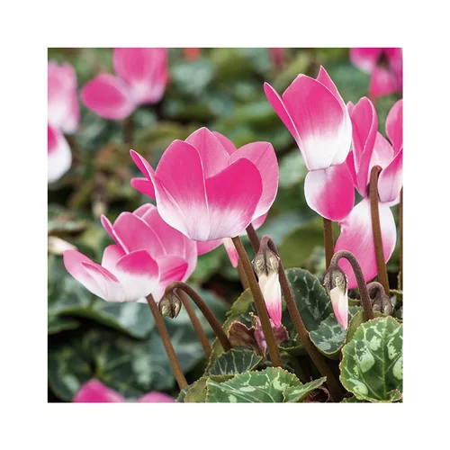 Cyclamen bicolore - Le pot de diamètre 14 cm.