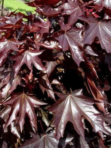 Érable Platane Crimson King. Le pot de 15 litres