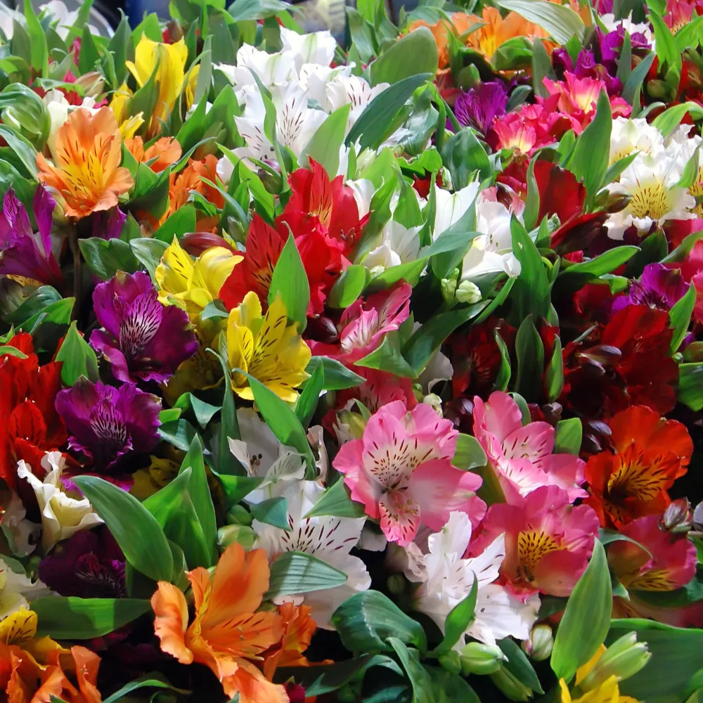 3 Lys des incas en mélange Alstroemeria