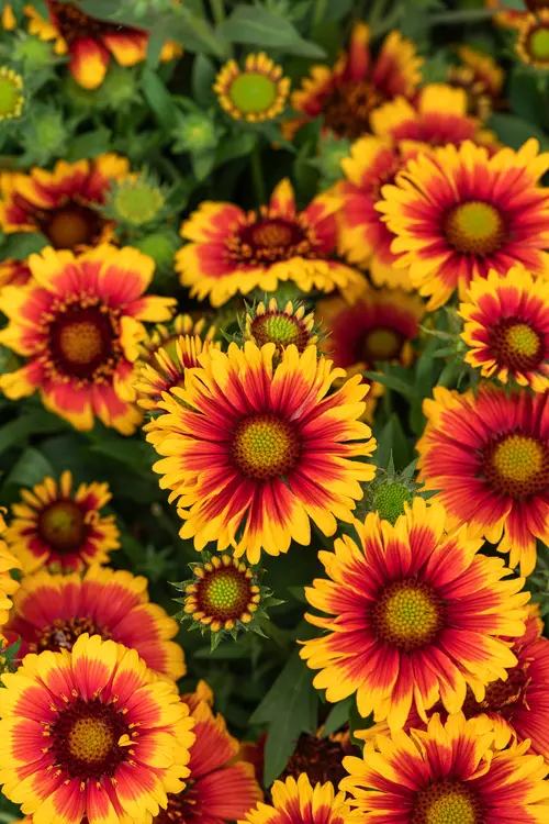 Gaillarde ‘Arizona Sun’ - Le pot de 2 litres