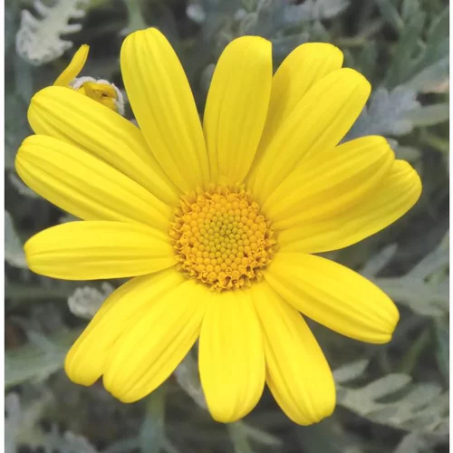 Marguerite des savanes à fleurs jaunes ou Euryops pectiné. Le pot de 5 litres