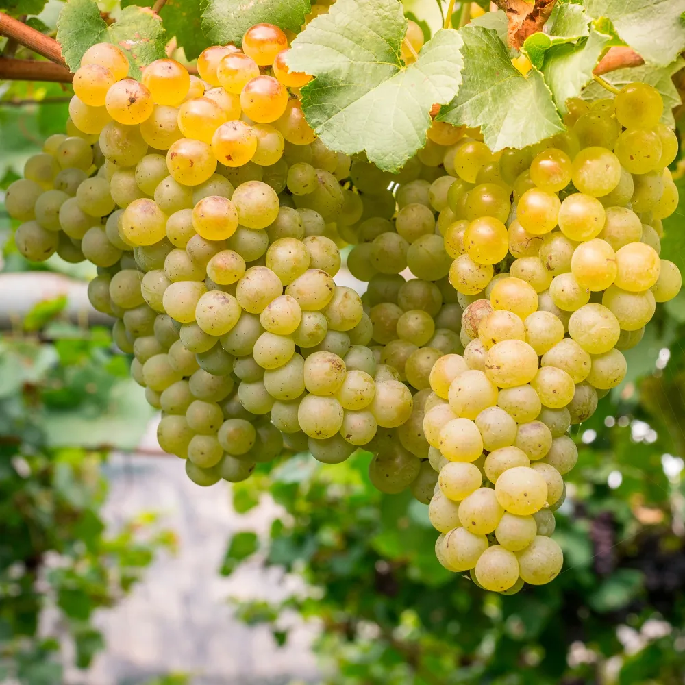 Vigne Chardonnay Vitis vinifera chardonnay