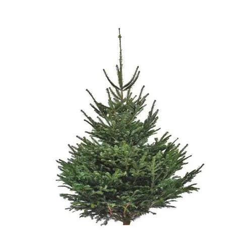 Sapin de Noël naturel coupé Nordmann - de 200 à 250 cm