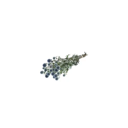 Botte de fleurs séchées coloris bleu chardon naturel