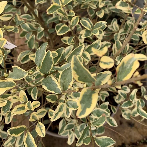 Troène Ligustrum Ibota Musli. Le pot de 2 litres