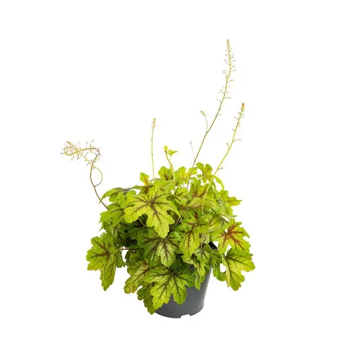 Heuchère - Le pot de 2,5 litres