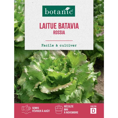 Graines de laitue batavia rossia botanic® - graines batavia semer