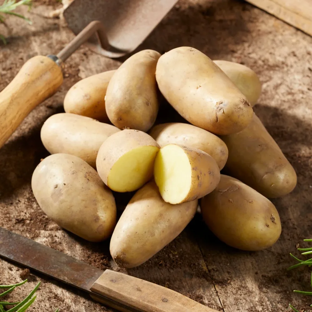 25 Pommes de terre Amandine Solanum tuberosum amandine