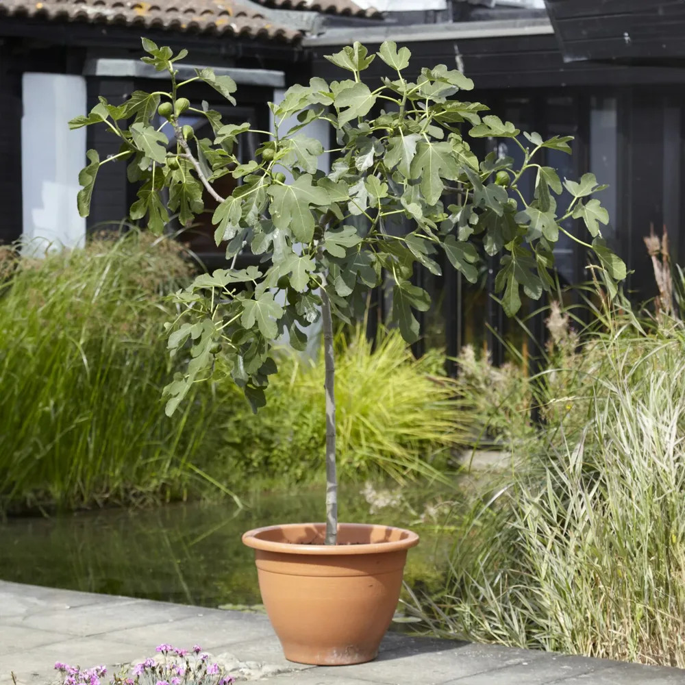 Figuier sur tige Ficus carica Brown Turkey