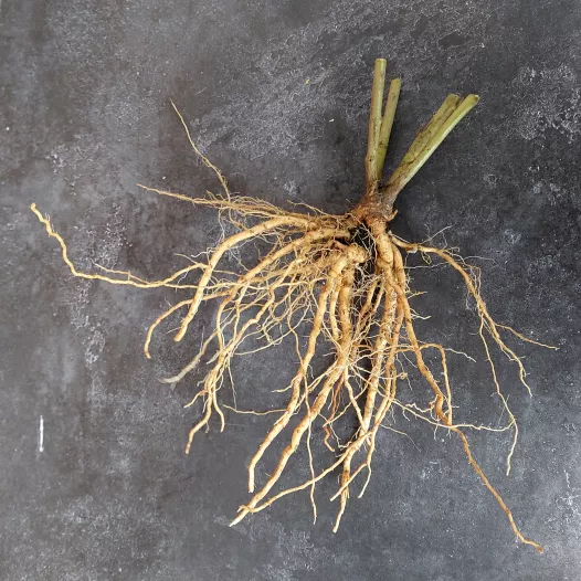 Biologische Ashwagandha-zaden - Indiase Ginseng
