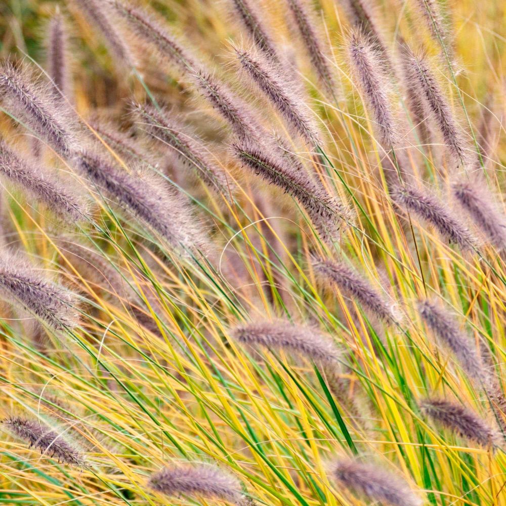 Herbe aux écouvillons viridescens - Pennisetum Pennisetum alopecuroides f. viridescens