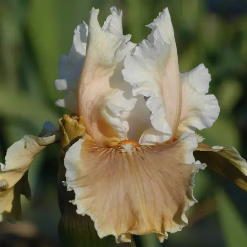 Iris des jardins Fondation Van Gogh - Le pot de 1 litre