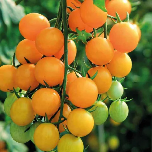 Tomate Apero Balconi Jaune Special Balcon Bio. Le pot de 2,5 litres