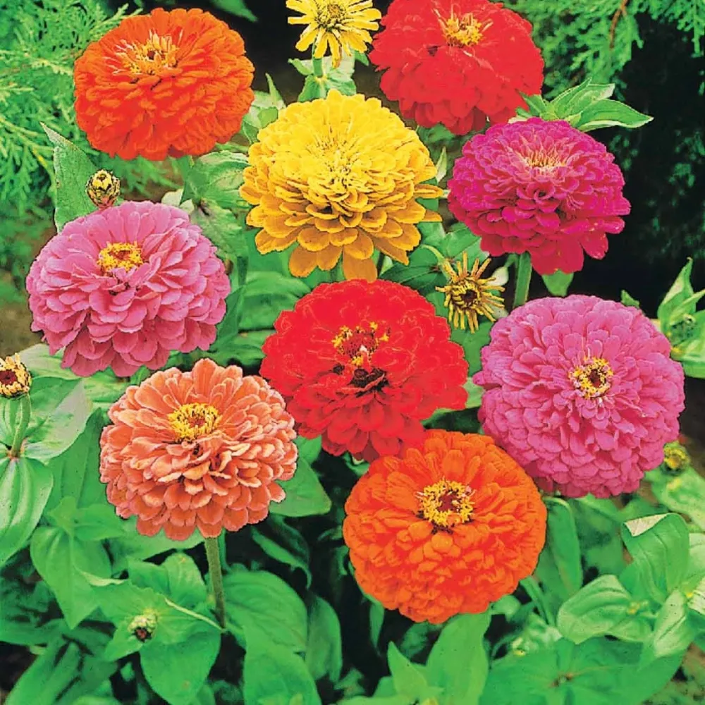 Collection de graines de fleurs à couper Collection fleurs à couper à semer