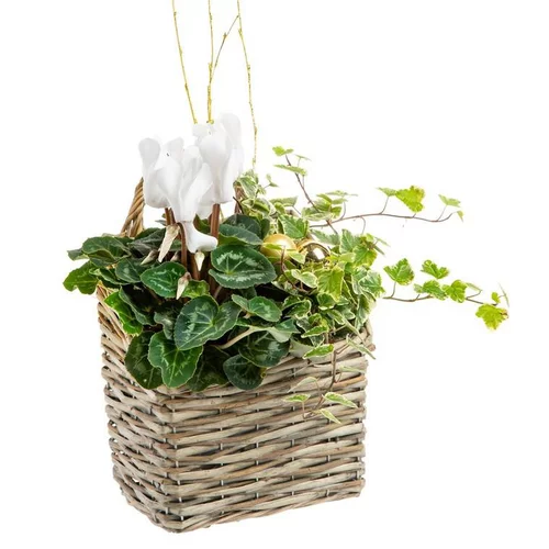 Composition de Noël Suspension Osier Cyclamen et Lierre - Osier gris