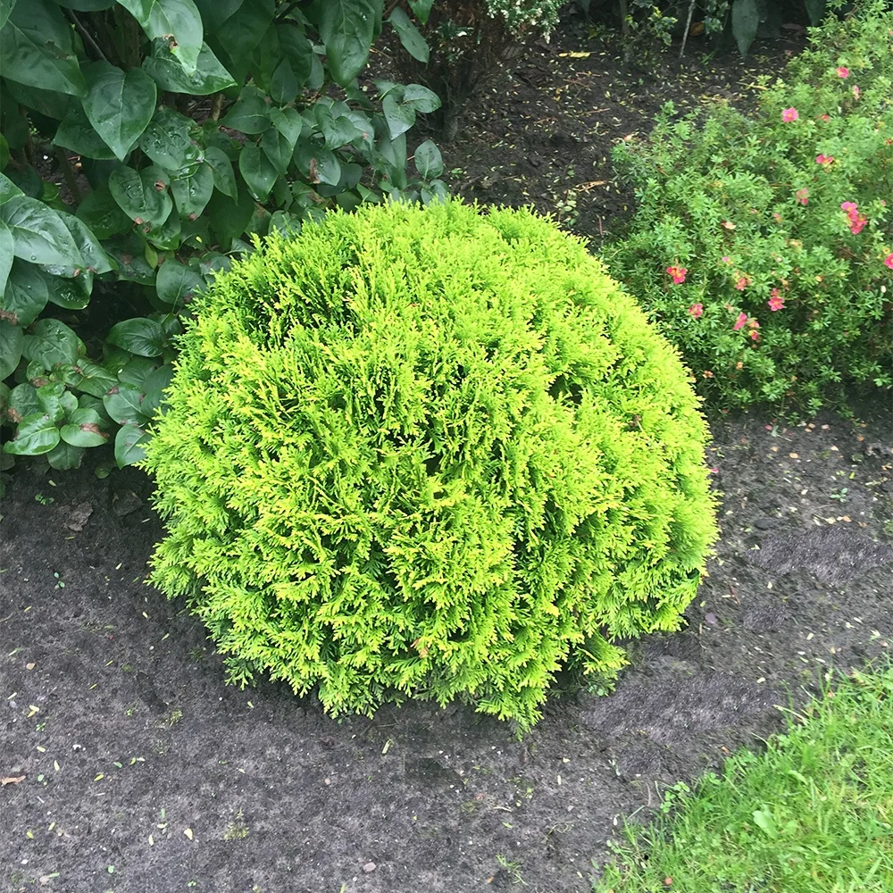 Thuya du Canada Mirjam Thuja occidentalis Mirjam
