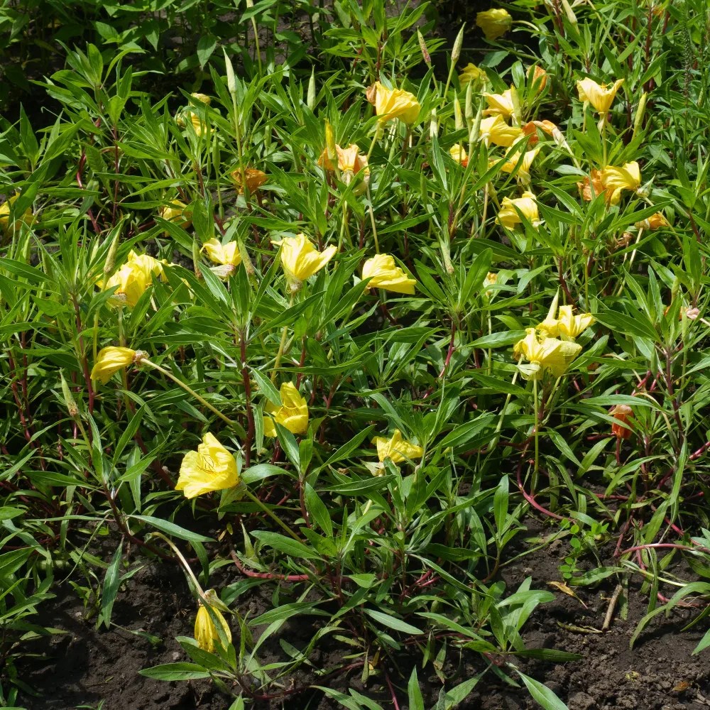 2 Oenothères à grandes fleurs - Onagre Oenothera macrocarpa (missouriensis)