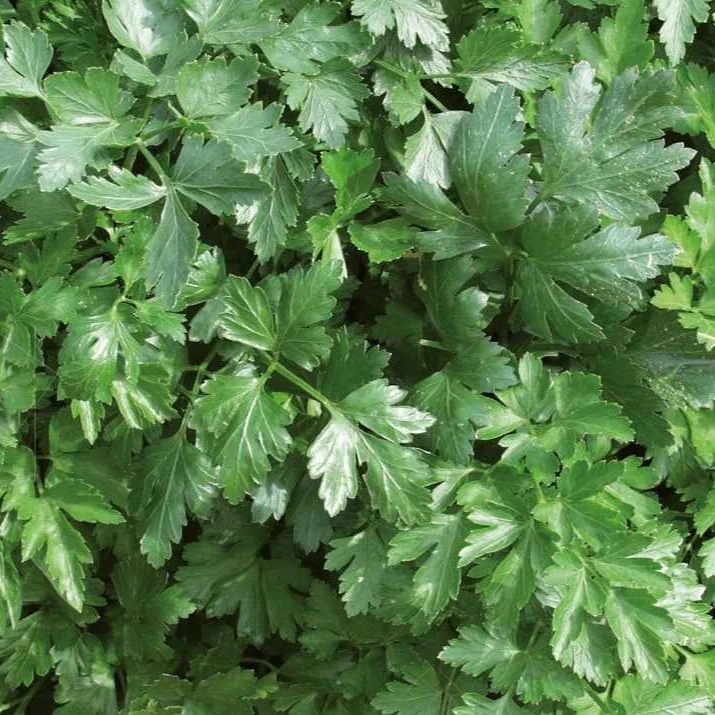 Persil plat Géant d'Italie Bio Petroselinum hortense