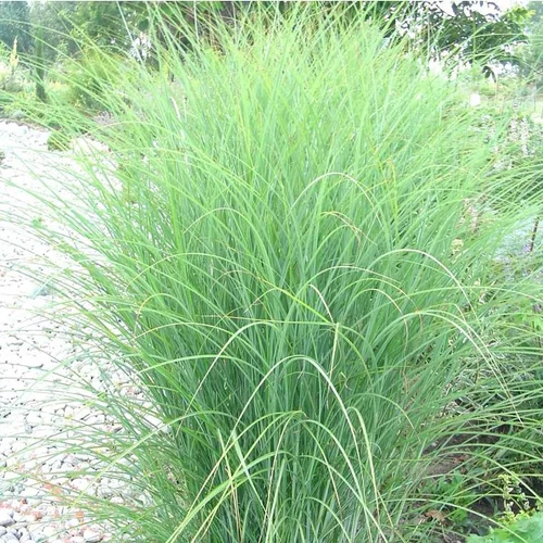 Miscanthus Sinensis Yaku Jima - Le pot de 2 litres
