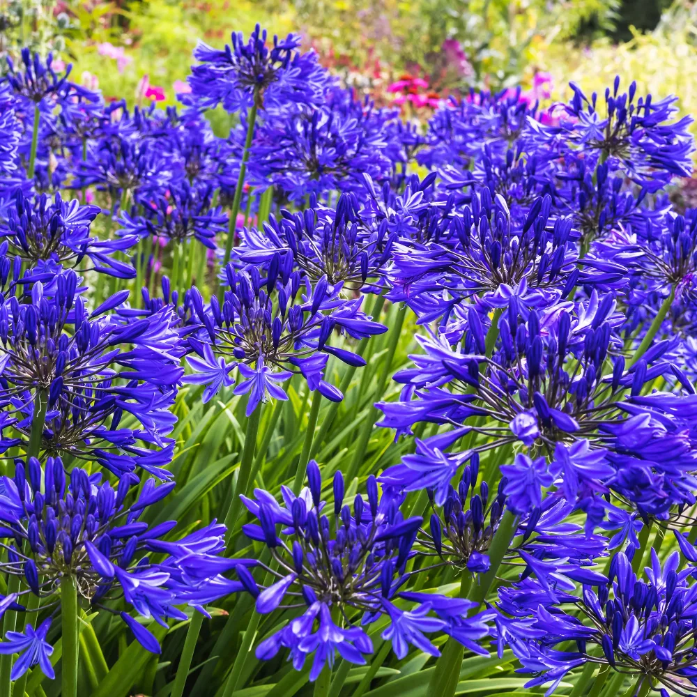 Agapanthe Navy Blue Agapanthus Navy Blue