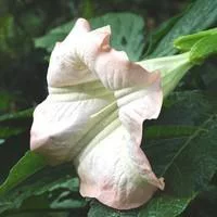 Dature Brugmansia - Le pot de 2 litres