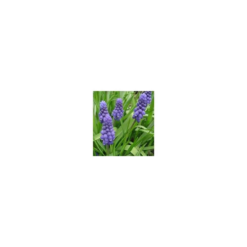 Muscari bleu. Le pot de 10,5 cm