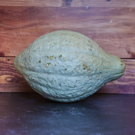 Biologische zaden van Pompoen Hubbard blauw