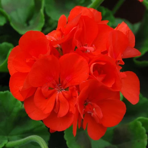Geranium Zonale - La jardinière