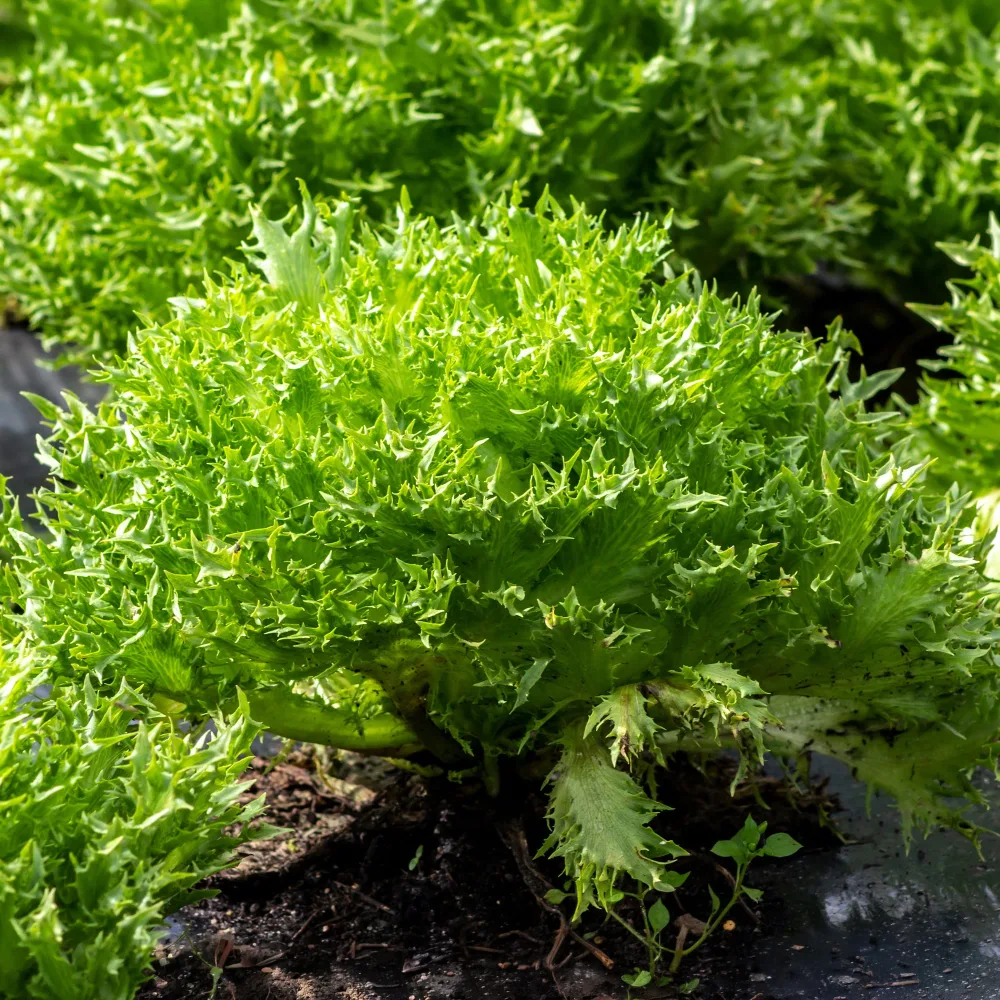 Laitue batavia frisée Eazyleaf Skilton Lactuca sativa Eazyleaf Skilton