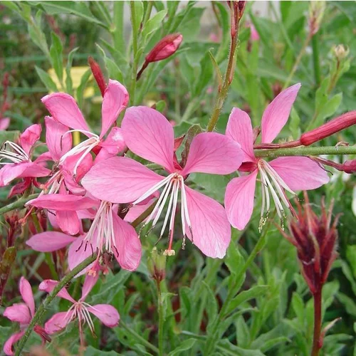 Gaura Rose - Le pot de 4 litres