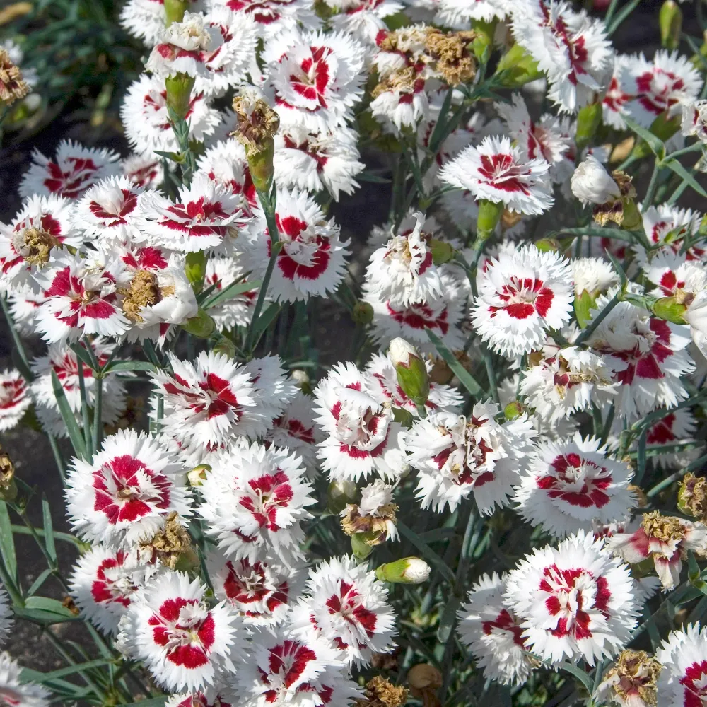 2 Œillets spiculifolius Dianthus spiculifolius