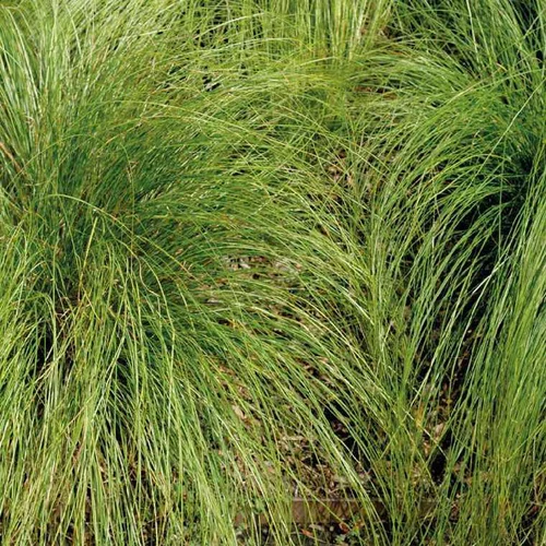 carex comans vert - Le pot de 9 x 9 cm