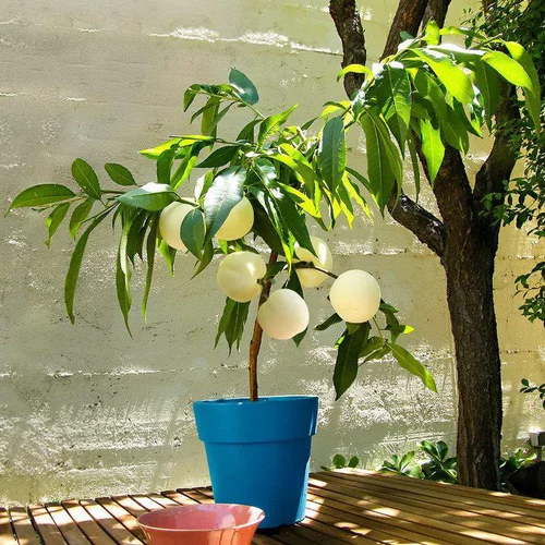 Pecher Nain Fruit Me® Ice Peach. Le pot de 4 litres