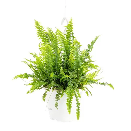 Nephrolepis pot Ø15xH30 cm