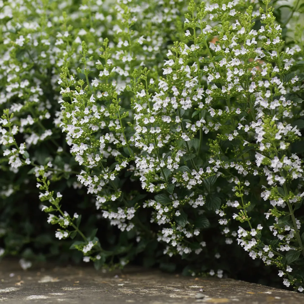 Petit calament Calamintha nepeta subsp. nepeta