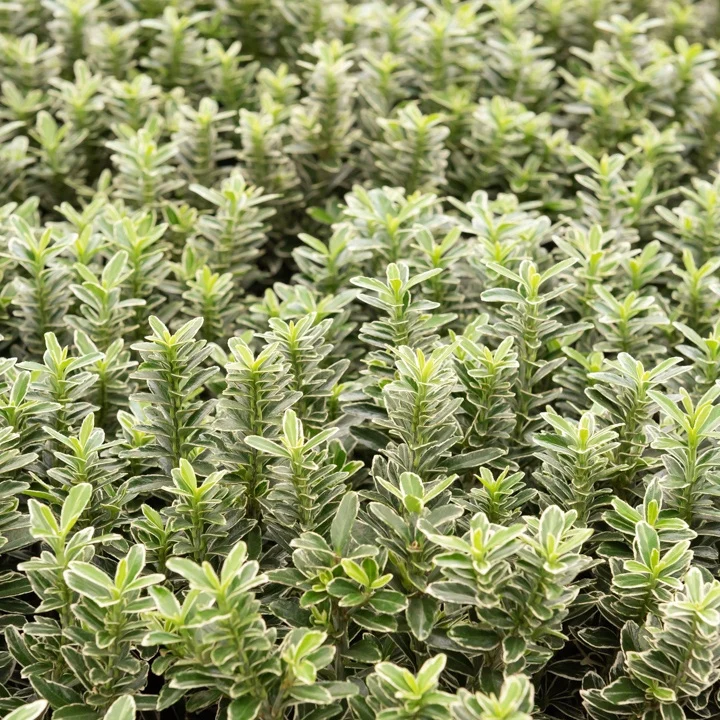 Fusain du Japon Microphyllus Albovariegatus Euonymus japonicus microphyllus Albovariegatus