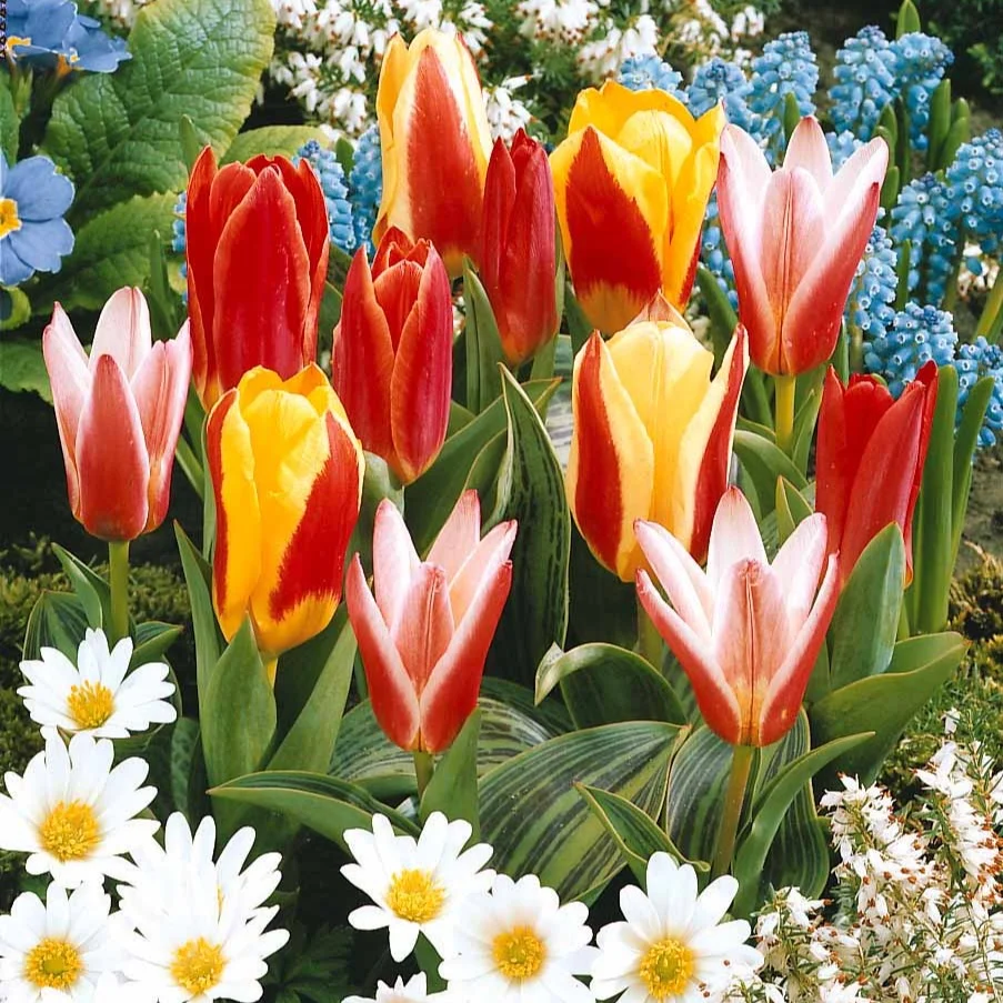 Collection 3 mois de 60 tulipes Tulipa