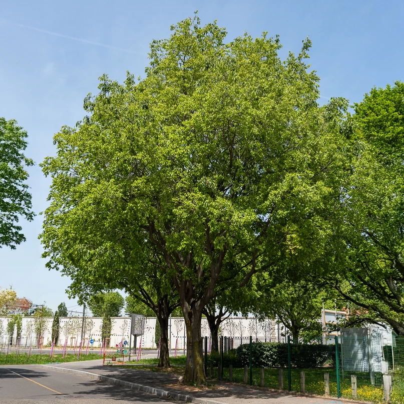 Micocoulier de Provence Celtis australis