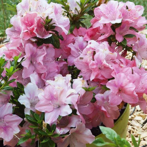 Azalée Encore Debutante rose. Le pot de 4 litres